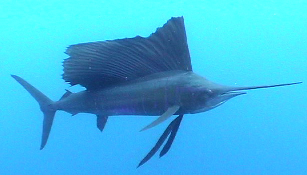 XIPHIIDAE (MARLIN E PESCI VELA)